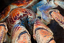 Robber / Coconut Crab (Birgus latro) close up of head and legs, Christmas Island, Indian Ocean, Australian Territory