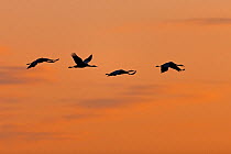 Four Common Cranes (Grus grus) in flight at dusk, over Lake Hornborga, Hornborgasjn, Sweden, April.