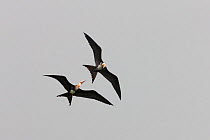 Two Christmas Island Frigatebirds (Fregata andrewsi) playing / interacting in flight, These birds are critically endangered, and endemic to Christmas Island. Christmas Island, Indian Ocean, Australian...