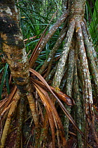 Roots of Screwpine (Pandanus elatus) tropical rainforest, Christmas Island, Indian Ocean, Australian Territory, November 2009.