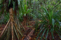 Roots of Screwpine (Pandanus elatus) tropical rainforest, Christmas Island, Indian Ocean, Australian Territory, November 2009.