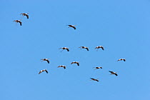 Small flock of Common Cranes (Grus grus) coming into land, Lake Hornborga, Hornborgasjn, Sweden, April.