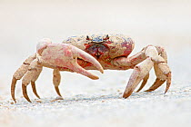 Christmas Island Red Crab (Gecarcoidea natalis) dirty after walking through a phosphate mining area crossing road during annual migration,  Christmas Island, Indian Ocean, Australian Territory