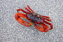 Christmas Island Red Crab (Gecarcoidea natalis) / sitting on road during annual migration, eating fruit, Christmas Island, Indian Ocean, Australian Territory