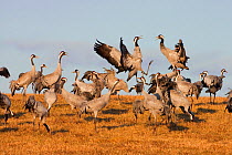 Flock of Common Cranes (Grus grus) fighting and displaying, Lake Hornborga, Hornborgasjn, Sweden, April.