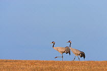 Pair of Common Cranes (Grus grus) walking over  field, Lake Hornborga, Hornborgasjn, Sweden, April