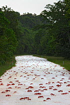 Christmas Island Red Crabs (Gecarcoidea natalis)  crossing road in huge numbers during annual migration, Christmas Island, Indian Ocean, Australian Territory