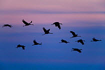 Small flock of Common Cranes (Grus grus) silhouetted in flight, before sunrise, Lake Hornborga, Hornborgasjn, Sweden, April.