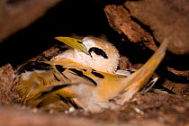 Golden Bosun / Tropicbird (Phaethon lepturus fulvus) on nest in hollow tree, endemic to Christmas Island, Christmas Island, Indian Ocean, Australian Territory