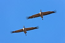 Pair of Common Cranes (Grus grus) in flight, Lake Hornborga, Hornborgasjn, Sweden, April.