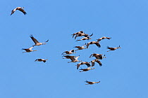 Small flock of Common Cranes (Grus grus) in flight over Lake Hornborga, Hornborgasjn, Sweden, April