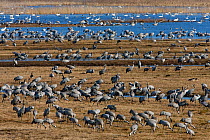 Common Cranes (Grus grus) flock feeding on and  near Lake Hornborga, Hornborgasjn, Sweden