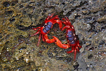 Two Christmas Island Red Crabs (Gecarcoidea natalis) locked in combat, on rocks, Christmas Island, Indian Ocean, Australian Territory