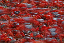 Christmas Island Red Crab (Gecarcoidea natalis) blurred view of vast number of individuals moving along their annual migration route, Christmas Island, Indian Ocean, Australian Territory