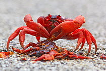 Christmas Island Red Crab (Gecarcoidea natalis)  feeding on the remains of another crab crushed on the road, Christmas Island, Indian Ocean, Australian Territory