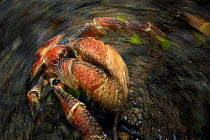Robber / Coconut Crab (Birgus latro) clinging to exposed rock, with waves washing over, Christmas Island, Indian Ocean, Australian Territory
