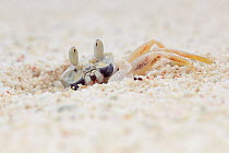 Horn-eyed ghost crab (Ocypode ceratophthalma) camouflaged in the sand, emerging from burrow, Christmas Island, Indian Ocean, Australian Territory