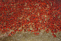 Christmas Island Red Crabs (Gecarcoidea natalis) mass arrived on coast for spawning / Christmas Island, Indian Ocean, Australian Territory