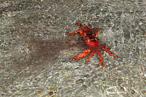 Christmas Island Red Crab (Gecarcoidea natalis)female spawning in shallow water near beach, Christmas Island, Indian Ocean, Australian Territory