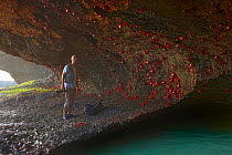 Wildlife Photographer Ingo Arndt taking pictures of Christmas Island Red Crabs (Gecarcoidea natalis) in coastal cavern, Christmas Island, Indian Ocean, Australian Territory, November 2009.