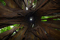 Strangler fig tree (Ficus microcarpa) view up dead host tree inside strangling air roots, Tropical  Rainforest, Christmas Island, Indian Ocean, Australian Territory