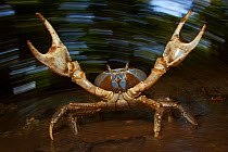 Blue Crab (Discoplax hirtipes) with claws raised in defensive / aggressive posture, endemic to Christmas Island, Indian Ocean, Australian Territory