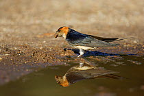 Red rumped swallow (Cecropis / Hirundo daurica) collecting mud for its nest, Monfrague NP, Caceres, Spain, April