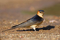 Red rumped swallow (Cecropis / Hirundo daurica) collecting mud for the nest, Monfrague NP, Caceres, Spain, April