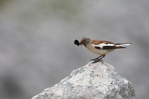 White winged snowfinch (Montifringilla nivalis) with insect prey, Picos de Europa, Spain, July