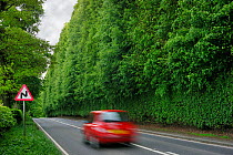 The Meikleour Beech Hedge (Fagus sylvatica) the tallest and longest hedge on earth, reaching 30 metres (100 ft) in height and 530 metres (1/3 mile) in length, Scotland, UK, May 2010