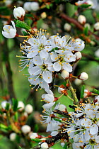 Blackthorn in flower (Prunus spinosa) in spring, Luxembourg