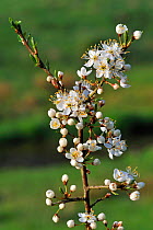 Blackthorn branch in flower (Prunus spinosa) in spring, Luxembourg