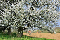 Orchard with Cherry trees in blossom (Prunus / Cerasus avium) Haspengouw, Belgium