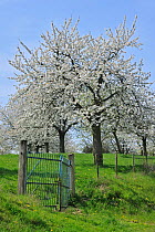 Orchard with Cherry trees flowering (Prunus / Cerasus avium) Haspengouw, Belgium