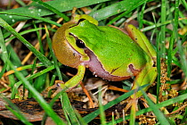 Common tree frog (Hyla arborea) camouflaged in grass, and calling with vocal sac inflated, La Brenne, France