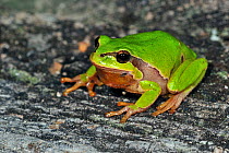 Common tree frog (Hyla arborea) portrait, La Brenne, France