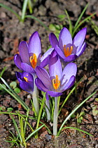 Crocus flowers (Crocus sp.) in garden, Belgium March
