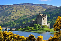 Eilean Donan Castle, with flowering Gorse (Ulex) Loch Duich in the Western Highlands of Scotland, UK, May 2010