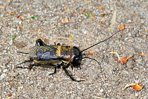 Field cricket (Gryllus campestris) on ground,  La Brenne, France