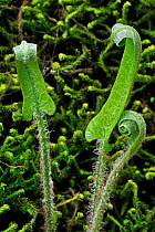 Hart's Tongue fern (Asplenium scolopendrium) fronds unfurling in spring, Luxembourg, Europe.
