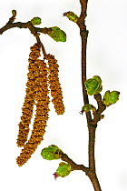 Hazel branch (Corylus avellana) male catkins (left) and female inflorescence, Belgium