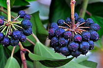 Ivy (Hedera helix) close up of leaves and fruit, Belgium