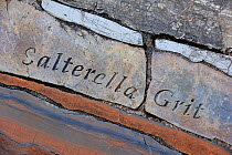 'Salterella grit' rock fragment, part of the Knockan Puzzle at the Knockan Crag National Nature Reserve, Highlands, Scotland, May 2010
