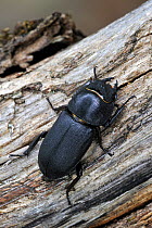 Lesser Stag beetle (Dorcus parallelipipedus) in forest, La Brenne, France