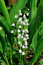 Lily of the Valley (Convallaria majalis) in flower, Belgium