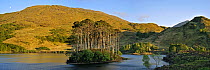 Panoramic view of Eilean na Moine islet covered with Scots Pines (Pinus sylvestris) in Loch Eilt along the Road to the Isles, Highlands, Scotland, UK, May 2010