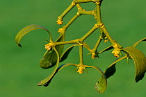 European Mistletoe (Viscum album) close-up of branch of male, Luxembourg