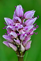 Monkey orchid (Orchis simia) flower, close-up,  La Brenne, France