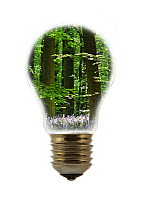 Trees in spring forest inside incandescent lamp / bulb against white background Digital composite