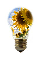 Sunflowers (Helianthus annuus) inside incandescent lamp / bulb against white background~Digital composite